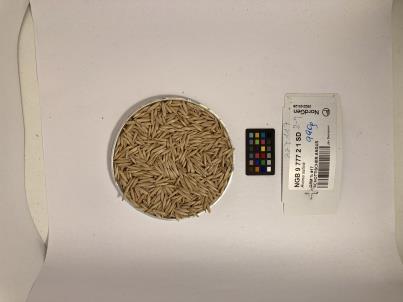 Click for 1 image(s) for this accession. SEED